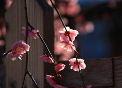 花色季節 枝垂れる