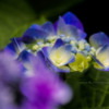 花色季節　２０１８アジサイ＃６