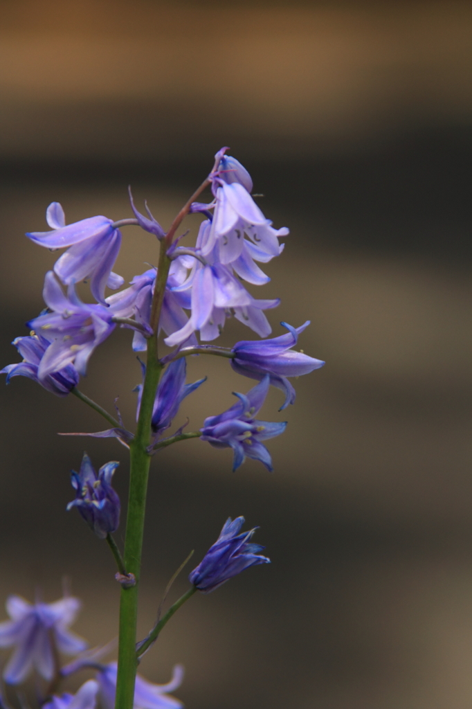 花色季節　釣鐘水仙＃1