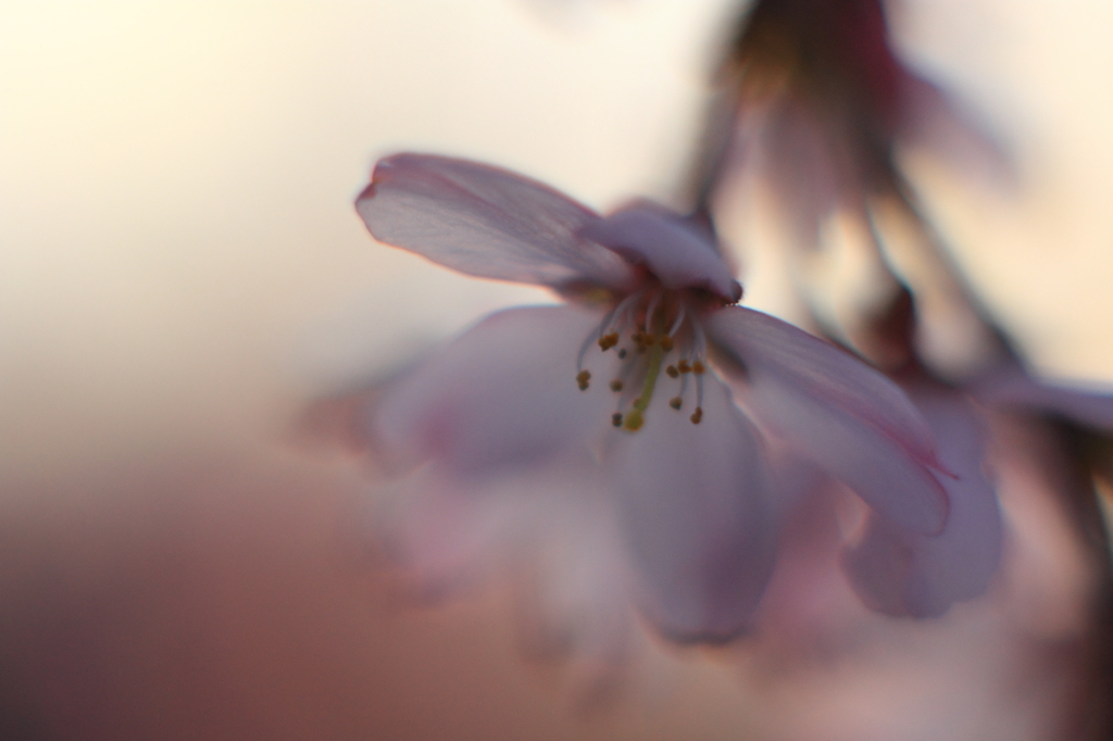 花色季節 近所の桜＃13