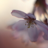花色季節 近所の桜＃13