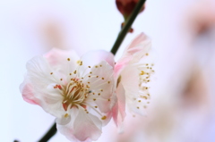 花色季節 スッキリと