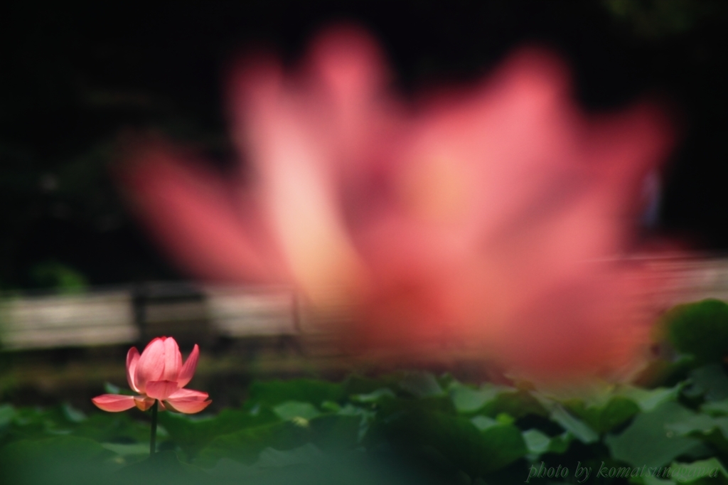 花色季節　大賀ハス　＃32