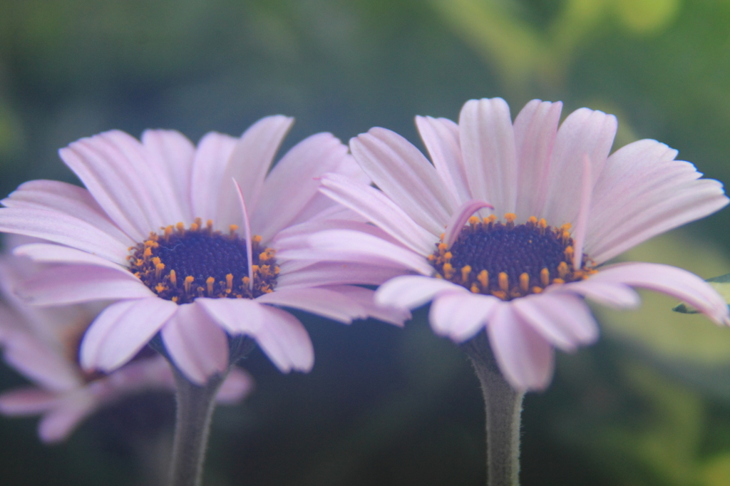 花色季節 我が家の花＃３