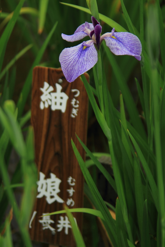 小岩菖蒲園＃１９
