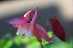 花色季節 近所のオダマキ③