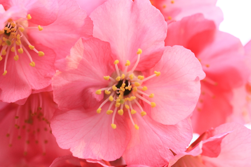 花色季節 桜花