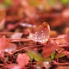 たまには水玉