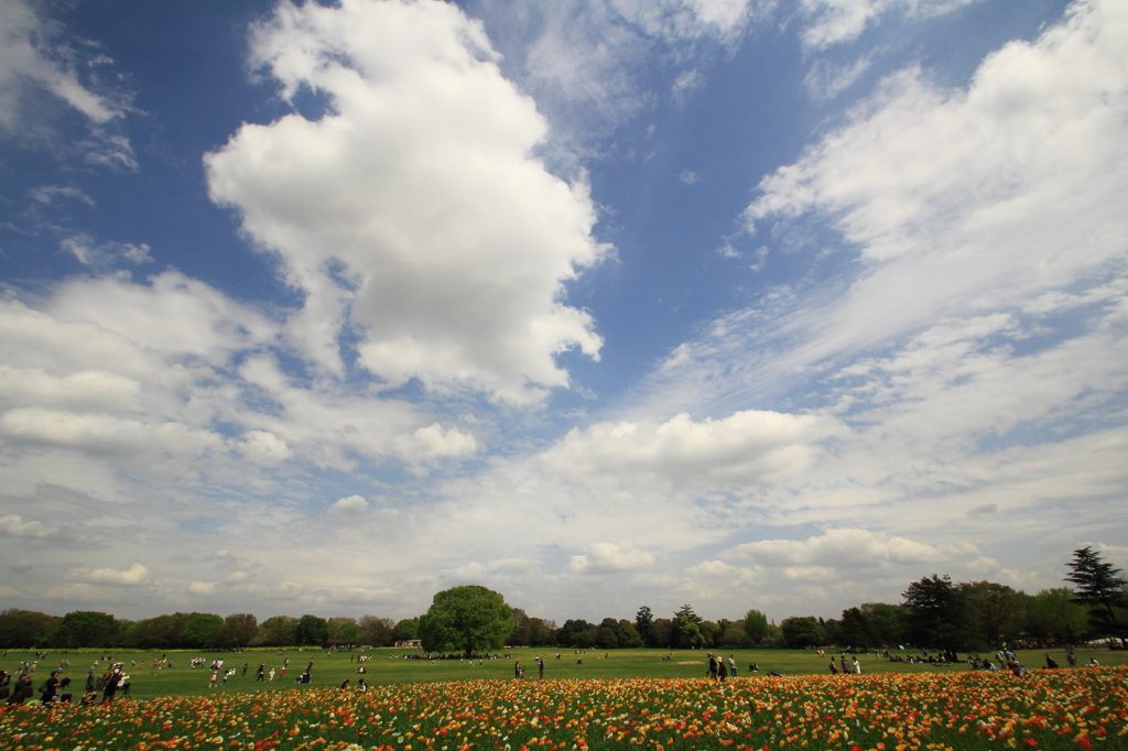 空　雲　ポピーと木