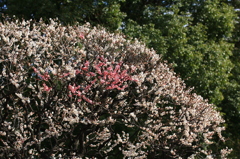花色季節 白梅に囲まれる