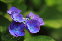 紫陽花季節　＃１5