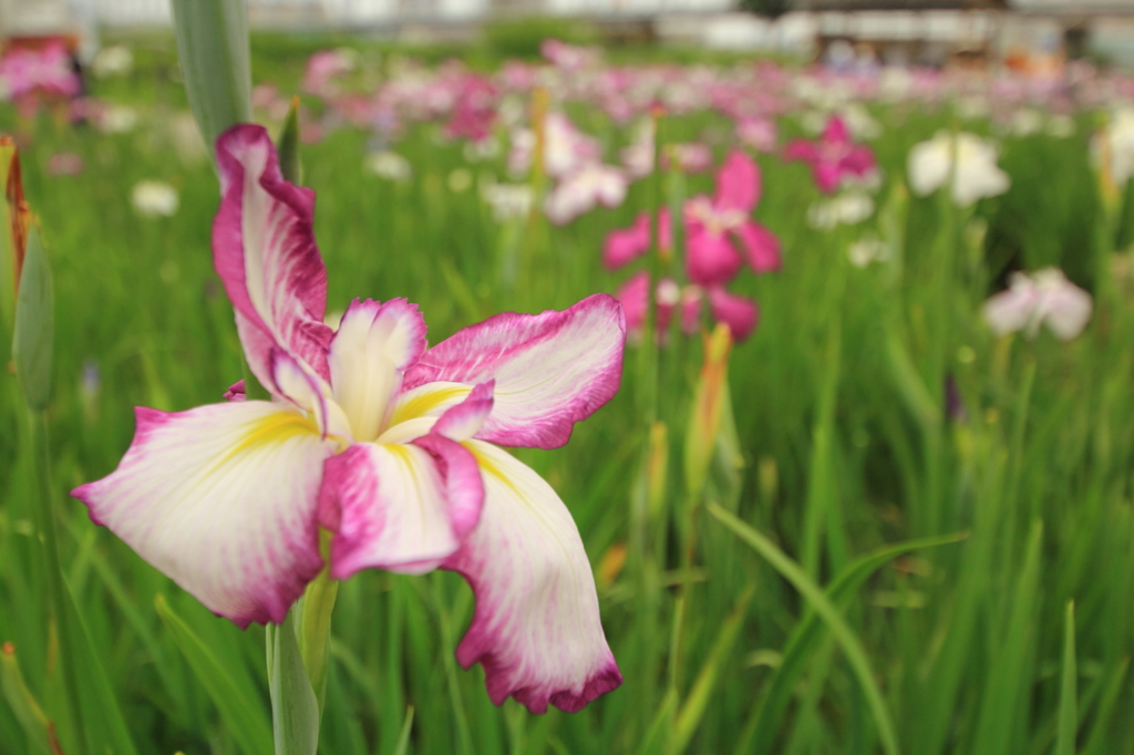 小岩菖蒲園＃２０