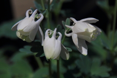 花色季節 近所のオダマキ⑧