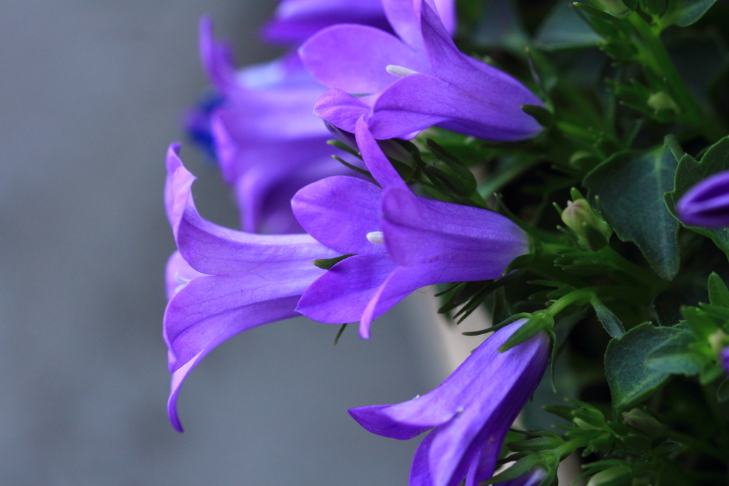 花色季節 我が家の花＃７