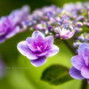 花色季節　２０１８アジサイ＃12