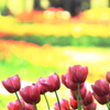 花色季節　黄色い背景・・・