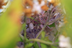 小岩菖蒲園＃８　紫陽花の裏側その１