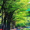 散歩道