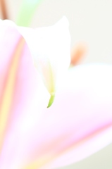 花被片の先端
