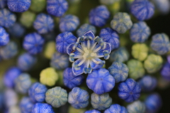 紫陽花季節　＃31