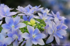 あじさいの時 2015 ＃18