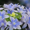 あじさいの時 2015 ＃18