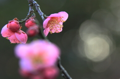 花色季節 葛西臨海公園の梅＃１
