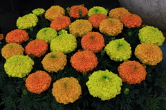 花色季節　花オレンジからイエロー⑥