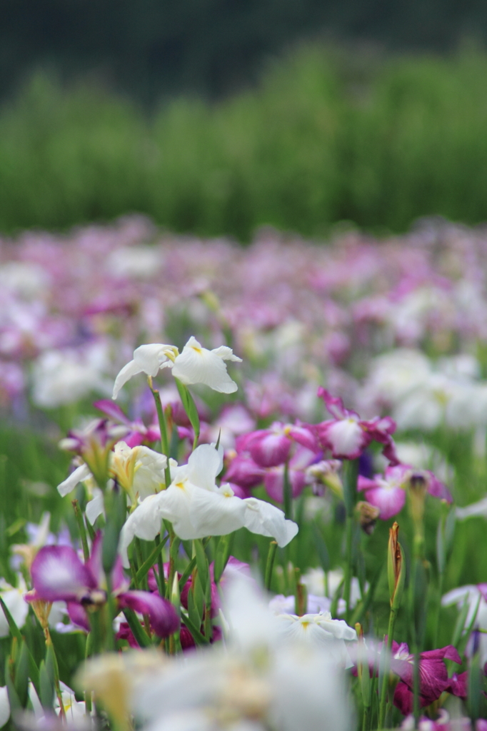 小岩菖蒲園＃４１