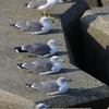 みんなでひなたぼっこ