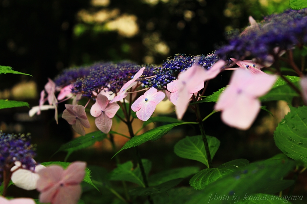 あじさいの時 2015 ＃92