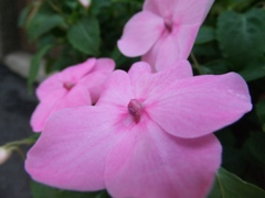 ピンクの花びら