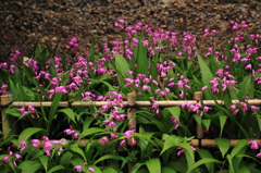 花色季節　牡丹2丁目の牡丹町公園の横にある牡丹園の紫蘭　⑤