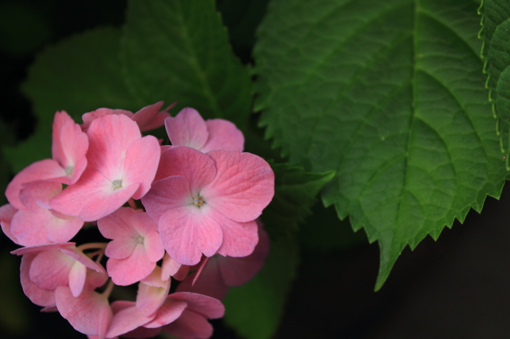 紫陽花季節　＃３