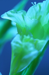 青色世界の花②