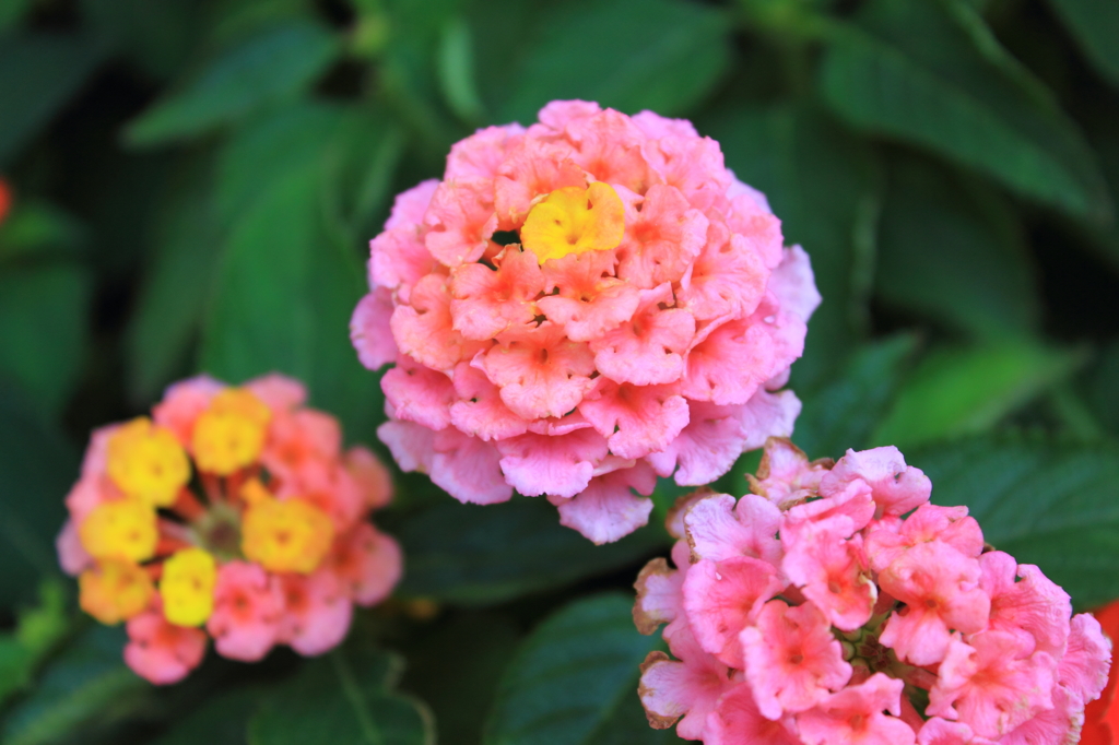 花色季節　ランタナ①