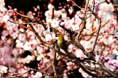 鳥を徒労　天神様の『ウメジロ』＃２