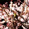鳥を徒労　天神様の『ウメジロ』＃２