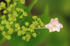 花色季節 来年まで待ってます