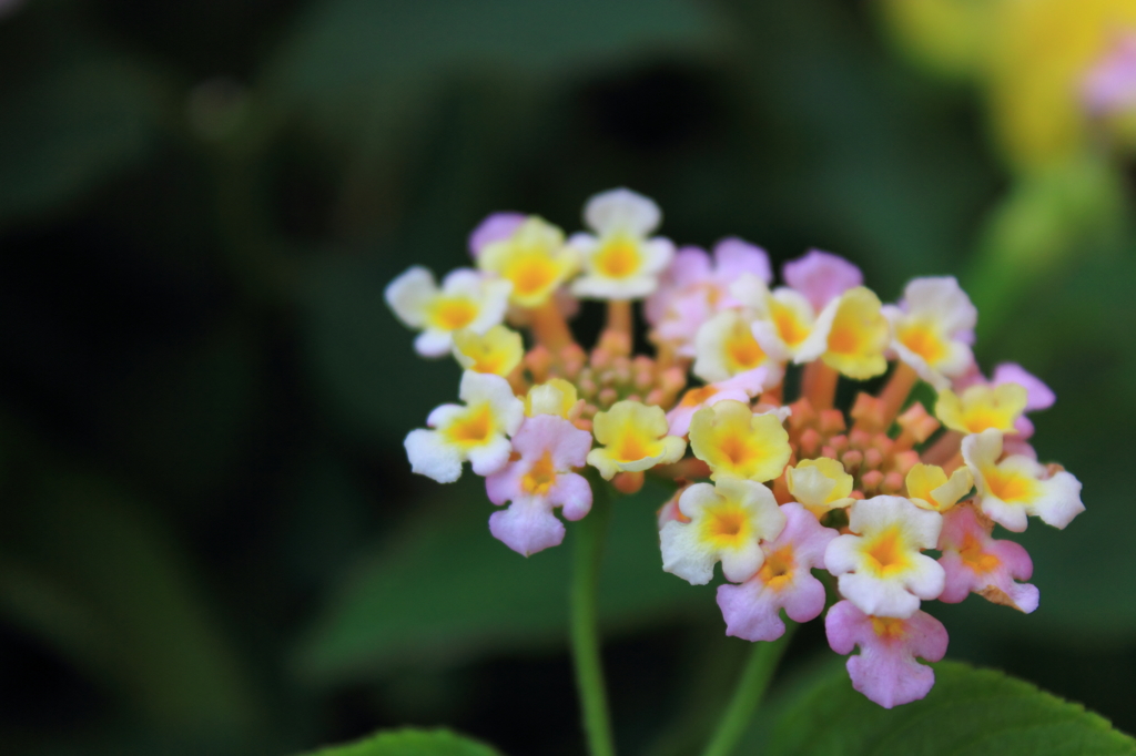 花色季節　ランタナ⑤