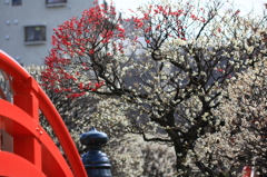 花色季節 あかしろ