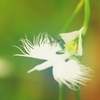 花色季節 サギソウ＃３ 搭乗中