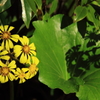 花色季節 つわぶき