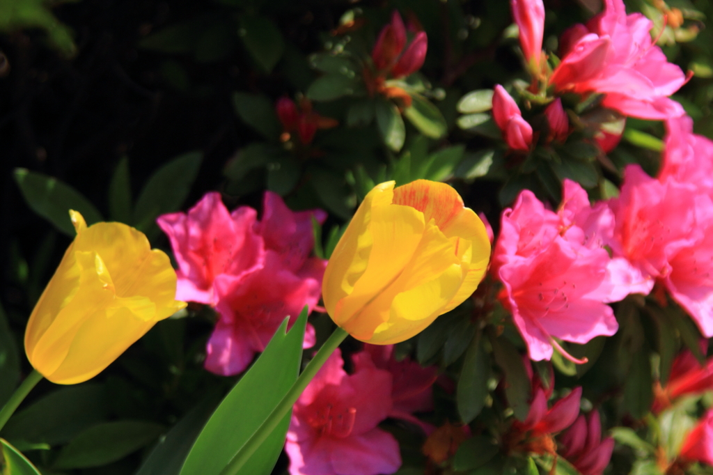 花色季節 近所の花壇＃1
