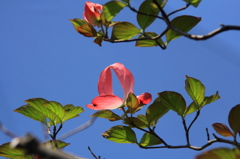 花色季節 近所のハナミズキ＃2
