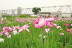 小岩菖蒲園＃３１