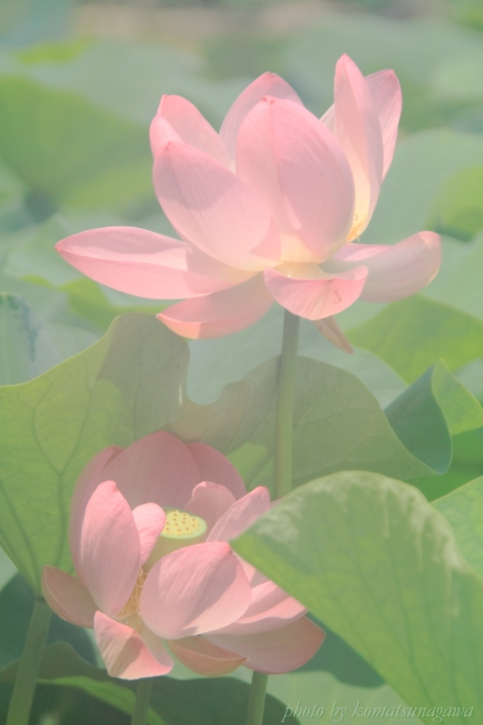 花色季節　大賀ハス　＃８