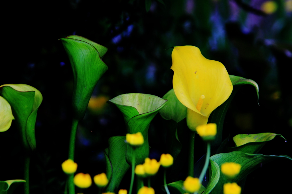 花色季節　カラー黄色