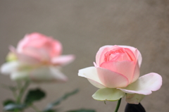 花色季節　牡丹２丁目の○○さんちの薔薇　①