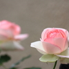 花色季節　牡丹２丁目の○○さんちの薔薇　①